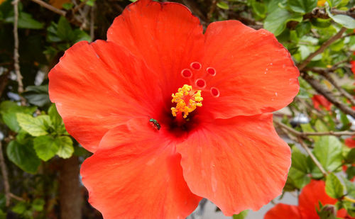 Close-up of orange hibiscus blooming outdoors