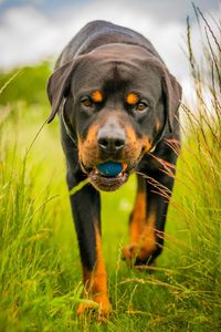 Portrait of dog on field