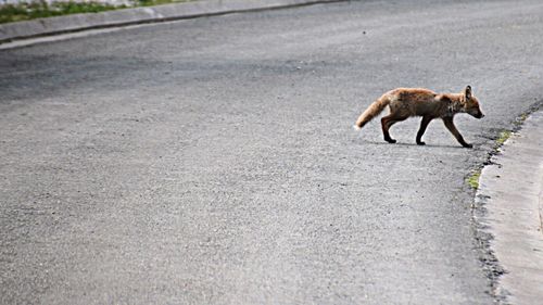 Side view of horse running on road