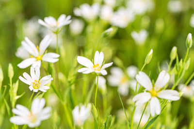 Close-up of white flowering plants on field