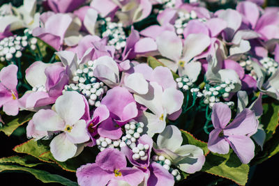 Close-up of pink flowering plants