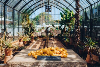 Potted plants in greenhouse