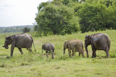 Group elephants in the savannah