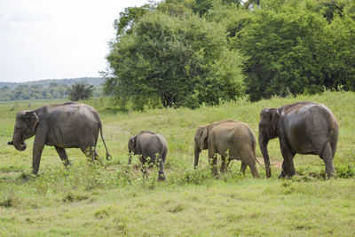 Horses in a field