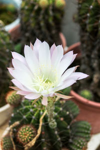 Close-up of flower blooming outdoors