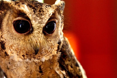 Close-up portrait of owl