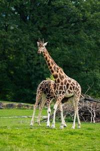 View of giraffe in zoo