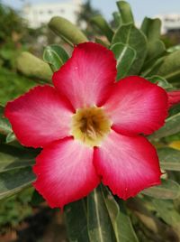 Close-up of pink flower blooming outdoors