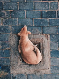Dog sleeping against brick wall