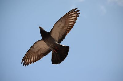 Low angle view of bird flying in sky