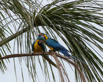 Low angle view of bird perching on tree