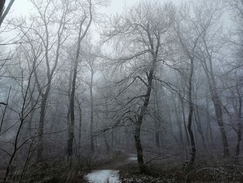 Bare trees in forest during winter