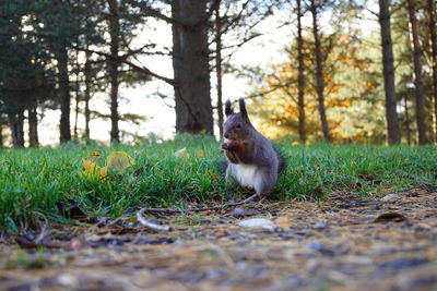 Squirrel in forest