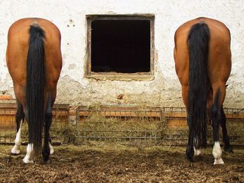 View of a horse