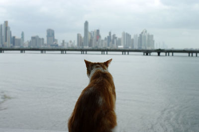 View of an animal in city