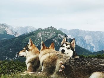 View of a dog on mountain against sky