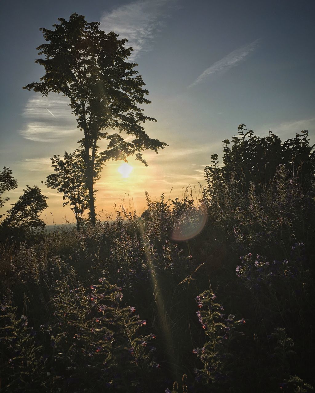 tree, nature, growth, tranquility, tranquil scene, beauty in nature, sunset, sky, scenics, no people, sun, landscape, outdoors, sunlight, plant, cloud - sky, day