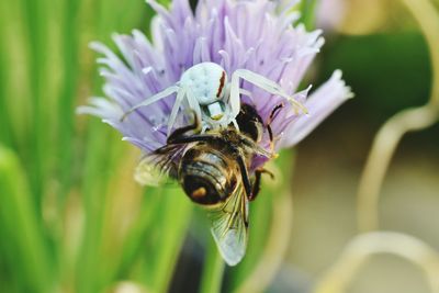 Close-up of bee on flower