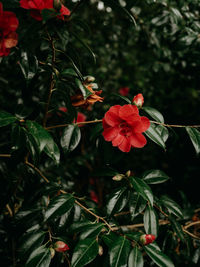 Close-up of red flowering plant