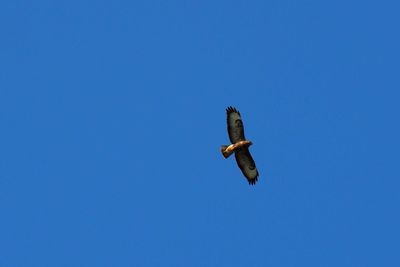 Low angle view of eagle flying against clear blue sky