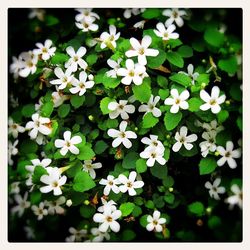 Close-up of white flowers