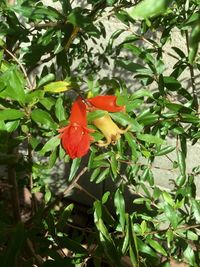 Close-up of red flower