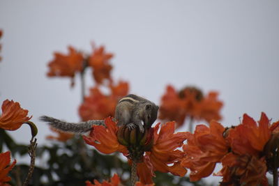 Close-up of orange butterfly on flower