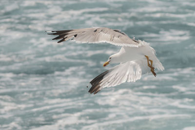 Seagulls flying over sea