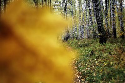 Plant growing in forest