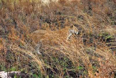 View of cat on field