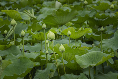 Close-up of lotus water lily in lake