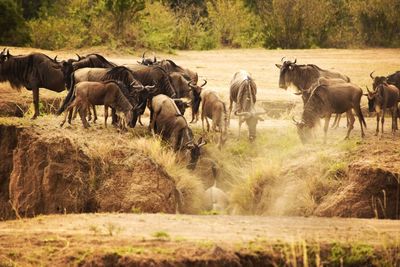 Wildebeest migration heading down to cross river