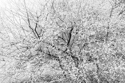 Close-up of bare tree branches