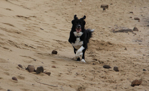 Dog on sand at beach