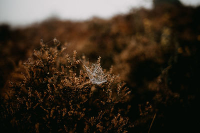 Close-up of frozen plant on field