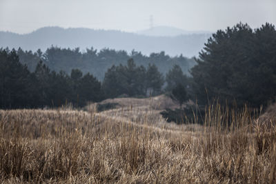 Scenic view of landscape against sky