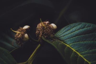 Close-up of insect on plant