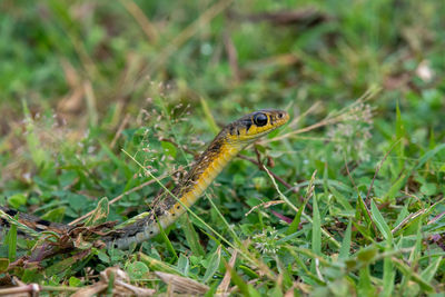 Close-up of snake on land