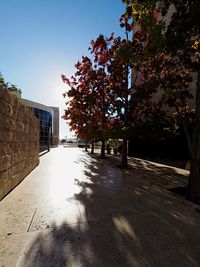 Narrow walkway along trees