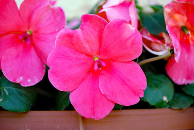 Close-up of pink flowers blooming outdoors