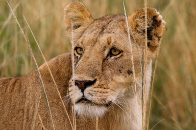 Lioness hiding in the tall grass, looking for a possible meal