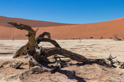 Deadvlei scene