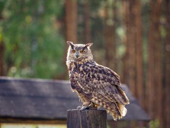 Close-up of owl perching on wooden post