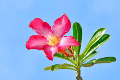 Close-up of pink flowering plant against blue sky