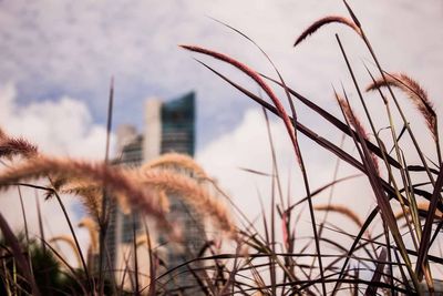 Close-up of stalks against the sky