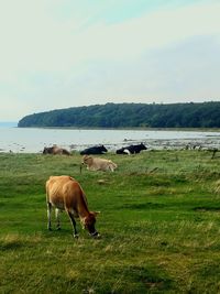 Cows grazing on field against sky