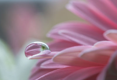 Close-up of pink flower blooming outdoors