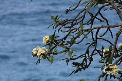 Close-up of flowers against blue sky