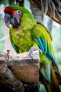 Close-up of parrot perching on branch