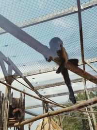 Low angle view of metal fence at zoo